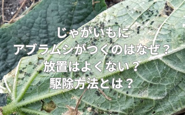 じゃがいもにアブラムシがつくのはなぜ？放置はよくない？駆除方法とは？
