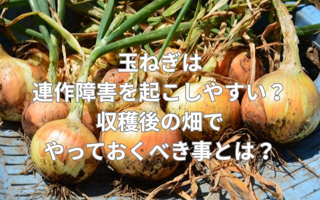 玉ねぎは連作障害を起こしやすい？収穫後の畑でやっておくべきこととは？