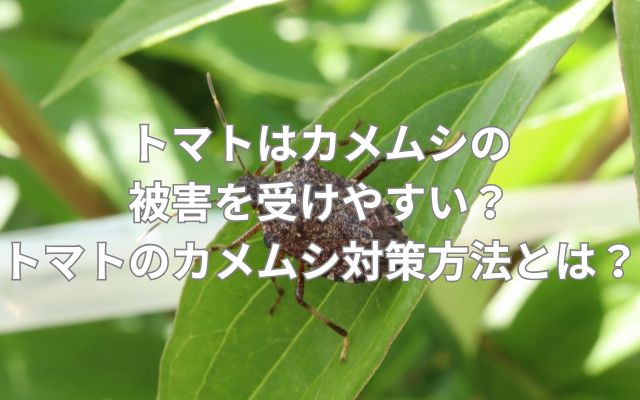 トマトはカメムシの被害を受けやすい？トマトのカメムシ対策方法とは？