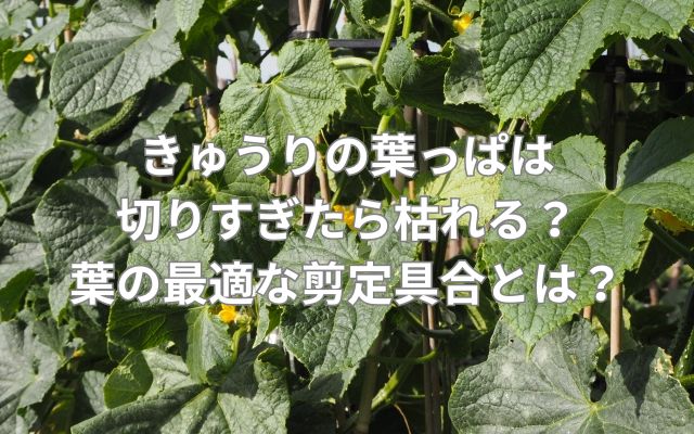 きゅうりの葉っぱは切りすぎたら枯れる？葉の最適な剪定具合とは？