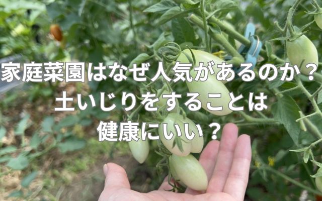 家庭菜園はなぜ人気があるのか？土いじりをすることは健康にいい？