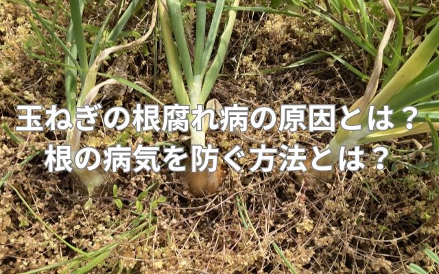 玉ねぎの根腐れ病の原因とは？根の病気を防ぐ方法とは？