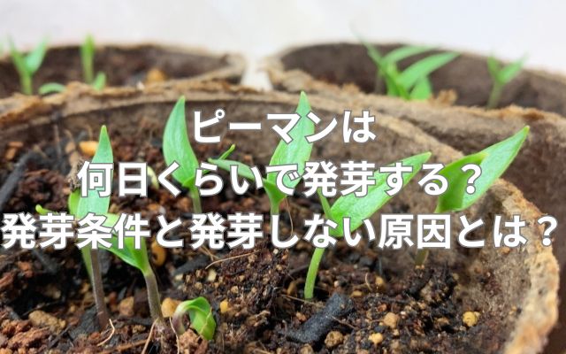 ピーマンは何日くらいで発芽する？発芽条件と発芽しない原因とは？