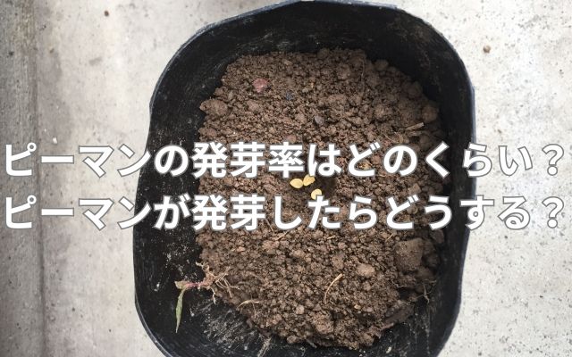 ピーマンの発芽率はどのくらい？ピーマンが発芽したらどうする？