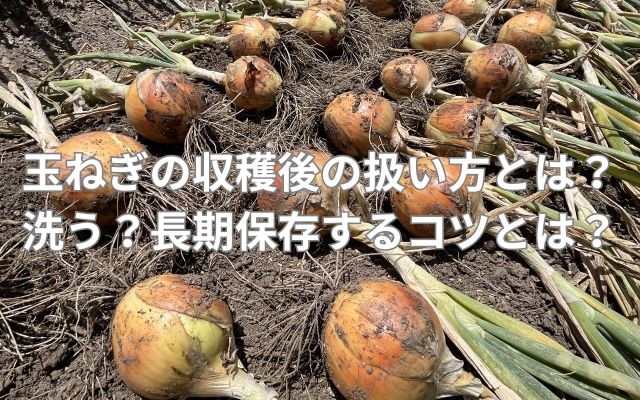 玉ねぎの収穫後の扱い方とは？洗う？長期保存するコツとは？