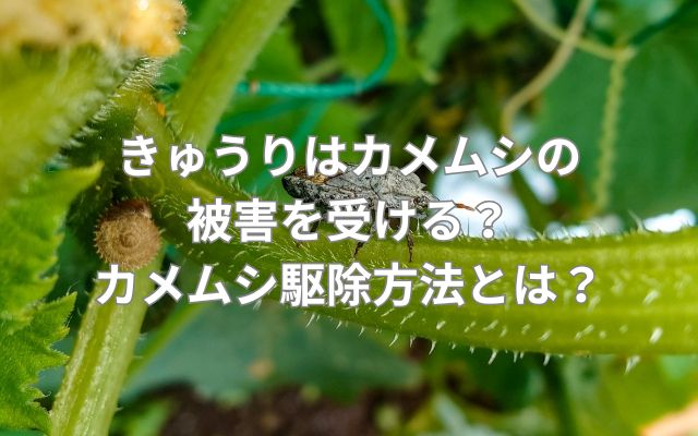 きゅうりはカメムシの被害を受ける？カメムシ駆除方法とは？