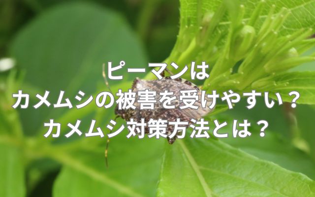 ピーマンはカメムシの被害を受けやすい？カメムシ対策方法とは？