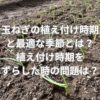 玉ねぎの植え付け時期と最適な季節とは？植え付け時期をずらした時の問題とは？