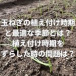 玉ねぎの植え付け時期と最適な季節とは？植え付け時期をずらした時の問題とは？