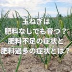 玉ねぎは肥料なしでも育つ？肥料不足の症状と肥料過多の症状とは？