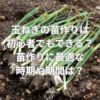 玉ねぎの苗の作り方とは？初心者でもできる？苗作りに最適な時期や期間は？