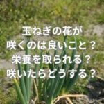 玉ねぎの花が咲くのは良いこと？栄養を取られる？咲いたらどうする？