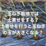 玉ねぎ栽培では土寄せをする？土寄せを行うと玉ねぎの玉が大きくなる？
