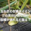 玉ねぎの収穫タイミングの見分け方とは？収穫が遅れると腐る？