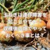玉ねぎは連作障害を起こしやすい？収穫後の畑でやっておくべきこととは？
