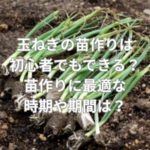 玉ねぎの苗の作り方とは？初心者でもできる？苗作りに最適な時期や期間は？