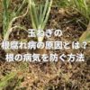 玉ねぎの根腐れ病の原因とは？根の病気を防ぐ方法とは？