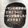 ピーマンの発芽率はどのくらい？ピーマンが発芽したらどうする？