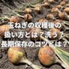 玉ねぎの収穫後の扱い方とは？洗う？長期保存するコツとは？
