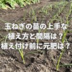 玉ねぎの苗の上手な植え方と間隔は？植え付け前に元肥は必要？