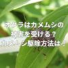 オクラはカメムシの被害を受ける？カメムシ駆除方法とは？