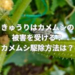 きゅうりはカメムシの被害を受ける？カメムシ駆除方法とは？