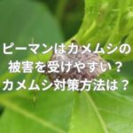 ピーマンはカメムシの被害を受けやすい？カメムシ対策方法とは？