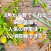 8月から育てられる家庭菜園で人気の野菜は？いつ頃収穫できる？