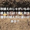 秋植えのじゃがいもの植え方とは？春と秋では種芋の植え方に違いがある？
