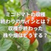 ミニトマトの収穫終わりのサインとは？収穫が終わった株や畑はどうする？