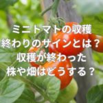 ミニトマトの収穫終わりのサインとは？収穫が終わった株や畑はどうする？