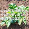 じゃがいもは肥料なしでも育つ？いらない？肥料不足の症状とは？