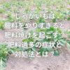 じゃがいもは肥料をやりすぎると肥料焼けを起こす？肥料過多の症状と対処法とは？