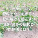 じゃがいもは肥料をやりすぎると肥料焼けを起こす？肥料過多の症状と対処法とは？