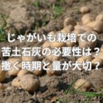 じゃがいも栽培における苦土石灰の必要性とは？撒く時期と量が大切？
