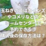 玉ねぎの苗はカインズやコメリなどのホームセンターで予約できる？購入後の保存方法とは？