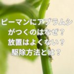 ピーマンにアブラムシがつくのはなぜ？放置はよくない？駆除方法とは？