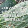 じゃがいもにアブラムシがつくのはなぜ？放置はよくない？駆除方法とは？