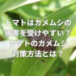 トマトはカメムシの被害を受けやすい？トマトのカメムシ対策方法とは？