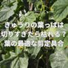 きゅうりの葉っぱは切りすぎたら枯れる？葉の最適な剪定具合とは？
