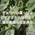 きゅうりの葉っぱは切りすぎたら枯れる？葉の最適な剪定具合とは？