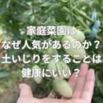 家庭菜園はなぜ人気があるのか？土いじりをすることは健康にいい？