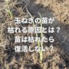 玉ねぎの苗が枯れる原因とは？苗は枯れたら復活しない？