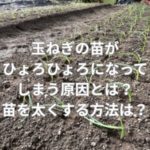 玉ねぎの苗がひょろひょろになってしまう原因とは？苗を太くする方法とは？