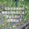 玉ねぎの水やり頻度の決め方とは？冬はしない？収穫前は？