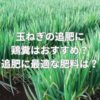 玉ねぎの追肥に鶏糞はおすすめ？追肥に最適な肥料とは？