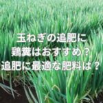 玉ねぎの追肥に鶏糞はおすすめ？追肥に最適な肥料とは？