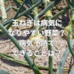 玉ねぎは病気になりやすい野菜？病気予防でできることは？