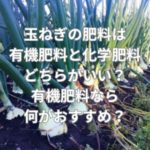 玉ねぎの肥料は有機肥料と化学肥料どちらがいい？有機肥料なら何がおすすめ？
