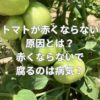 トマトが赤くならない原因とは？赤くならないで腐るのは病気？